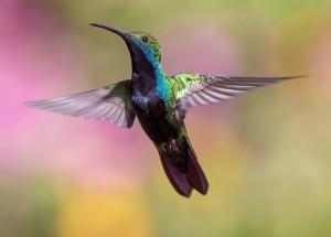 colibri